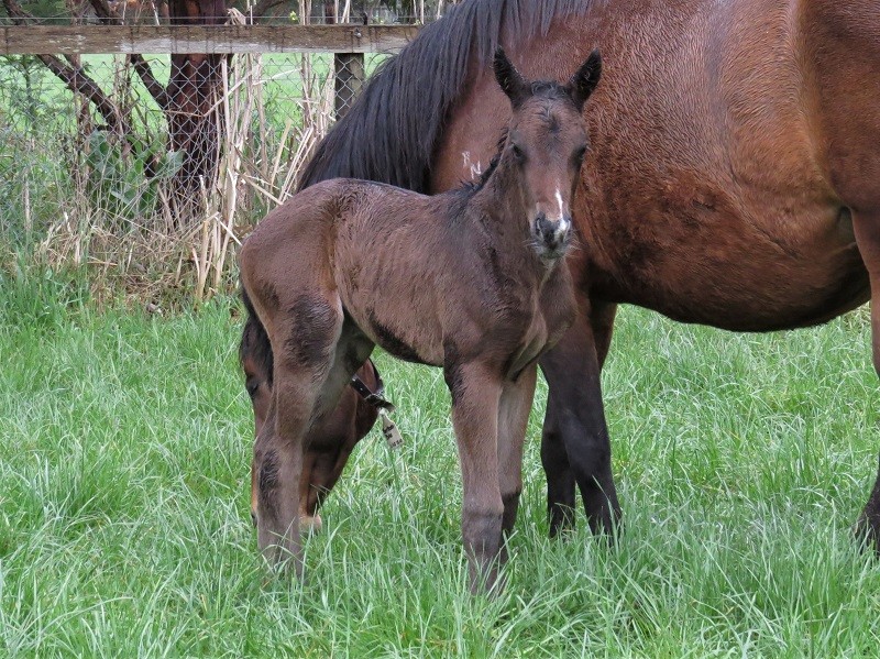 116 Bombora Bias x Dandino bf 24-9 1d